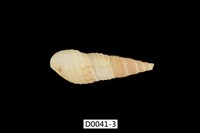 藏品(疣蜷)的圖片